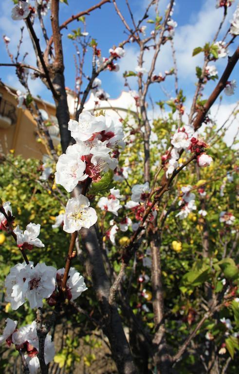 B&B Villa Olimpo Le Torri Agrigento Eksteriør bilde
